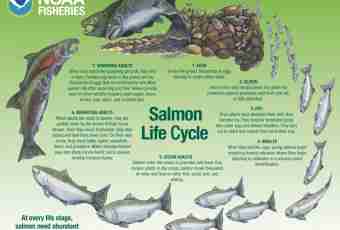 How to distinguish a female of a humpback salmon from a male