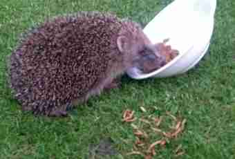 What hedgehogs eat
