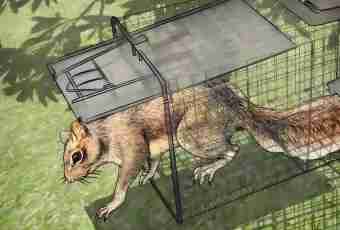How to catch a marten