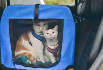 How to transport a cat on a long distance