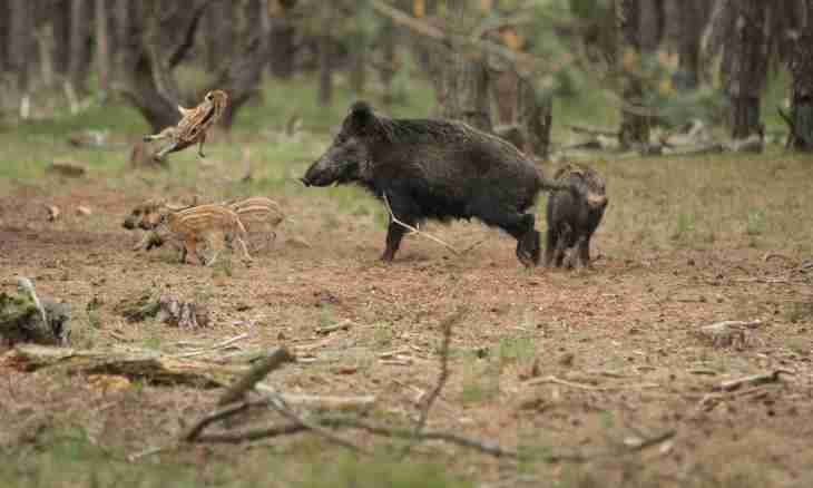 How to escape from boars