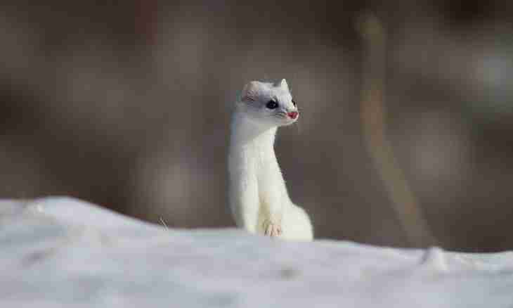 How to catch an ermine