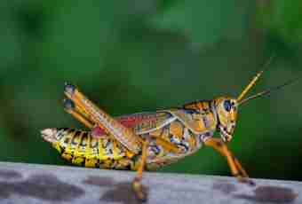 How to distinguish a grasshopper from a locust