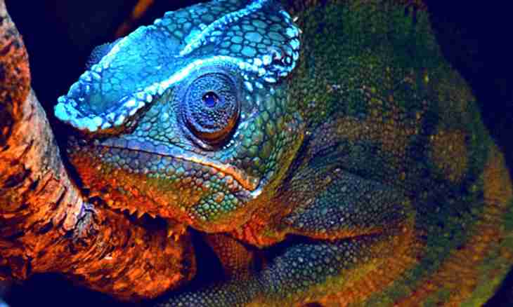 The surprising facts about chameleons