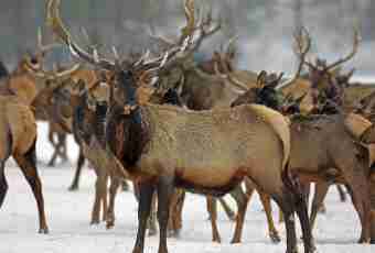 What the elk eats