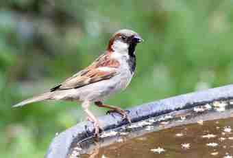 How to catch a sparrow
