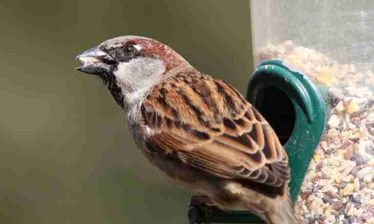 What to feed a baby bird of a sparrow with