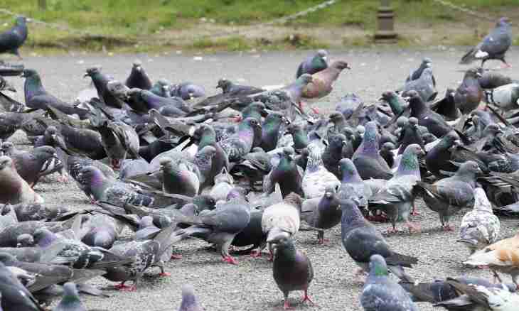 Why the pigeon moves short steps