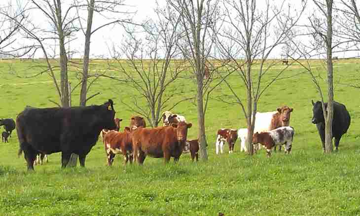 How to grow up the cattle