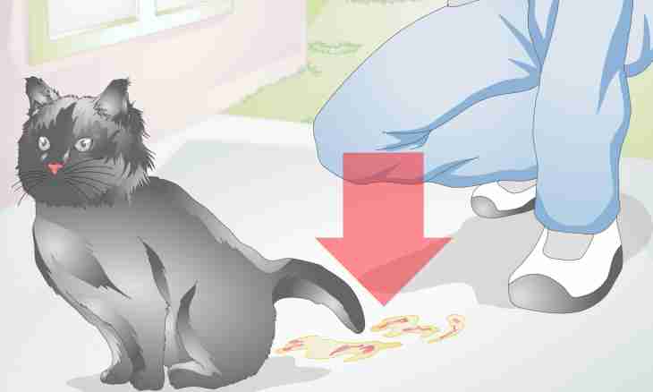 How to learn that the cat is pregnant