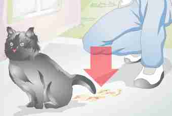 How to learn that the cat is pregnant