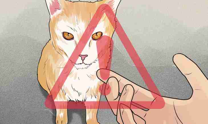 How to banish a cat