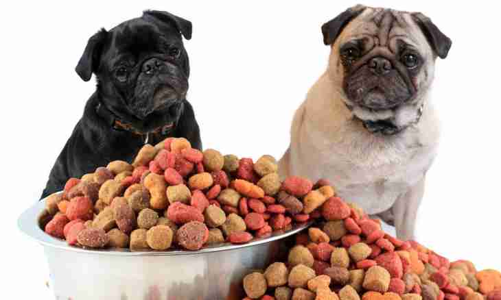 What best dry dog food