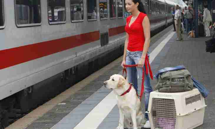 How to transport an animal by train
