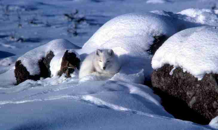 What animals live in the tundra