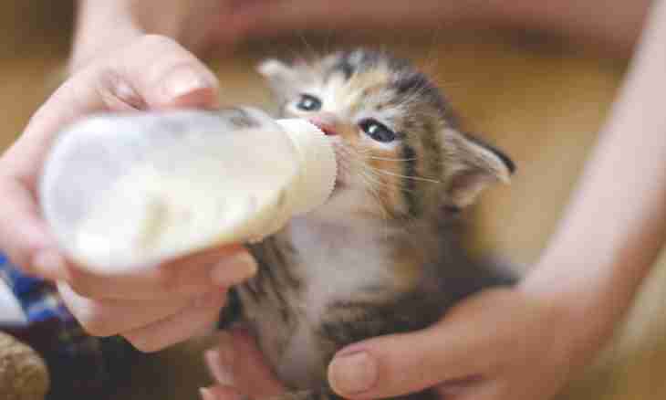 How to stop a lactation at a cat