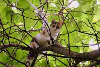 How to remove a cat from a tree