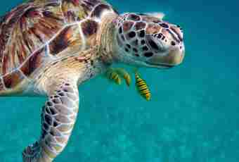 How to get a sea turtle