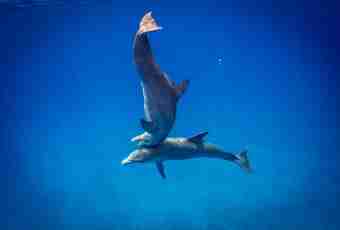How many the dolphin can stay under water not to drown