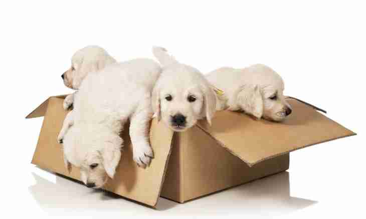 Dog box: how to construct quickly and correctly