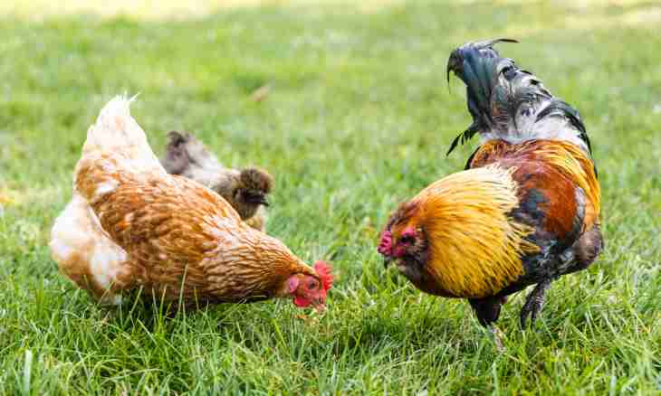 What to feed chickens in the first days of life with