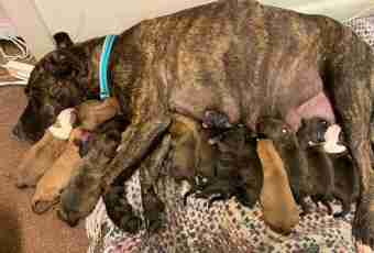 How to understand that the dog gives birth