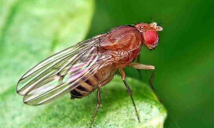 What diseases transfer flies