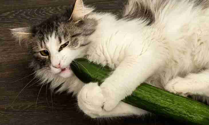 Whether really cats are afraid of cucumbers