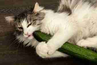 Whether really cats are afraid of cucumbers