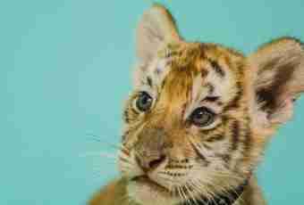 How to call a tiger cub