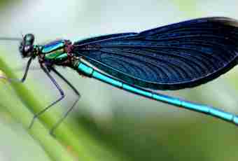 What dragonflies eat