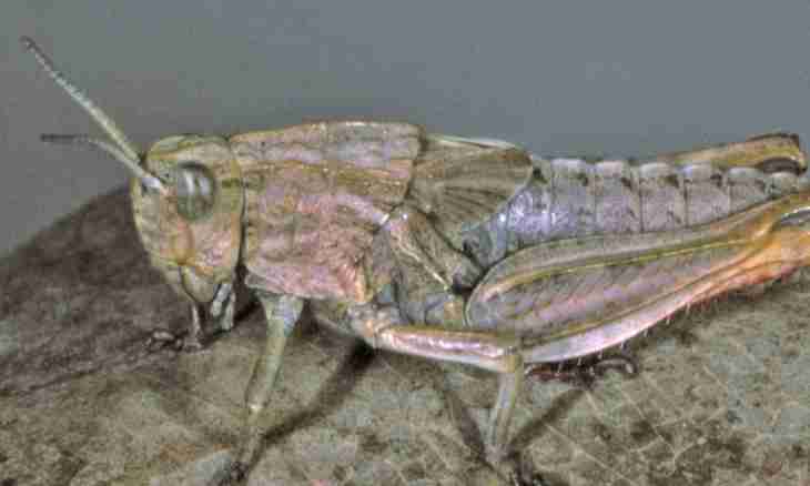 What the grasshopper differs from a locust in