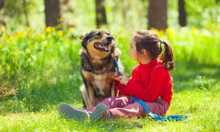 How to choose a dog for children