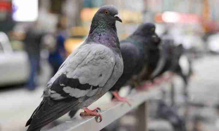 How to take away pigeons