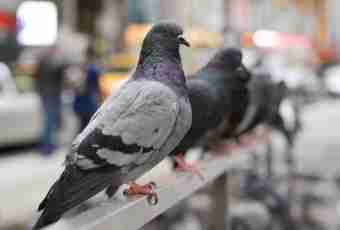 How to take away pigeons