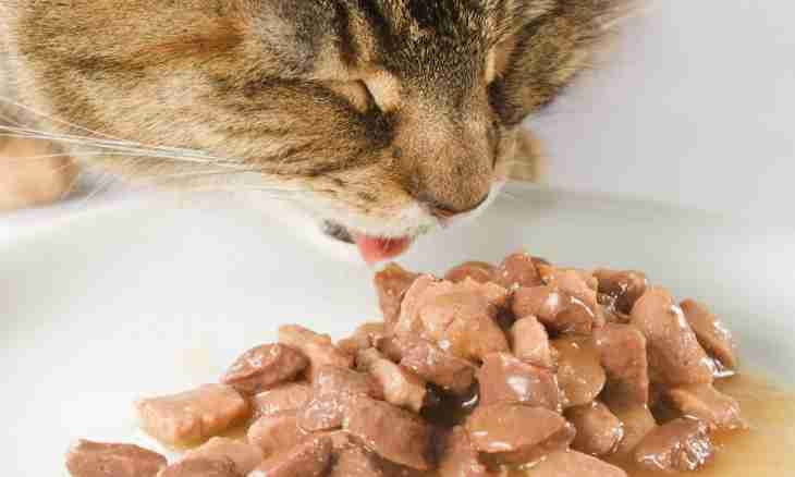 How to increase appetite at a cat