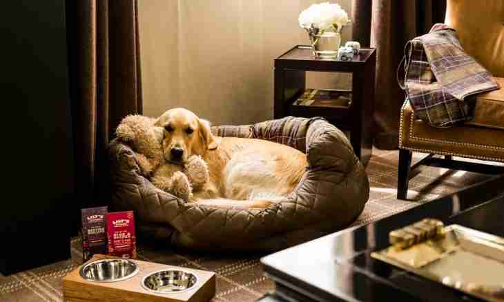 Hotel for pets: new service