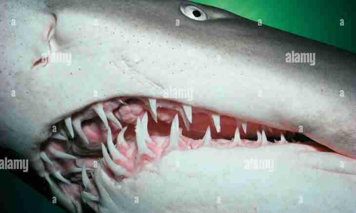 How many teeth at a shark