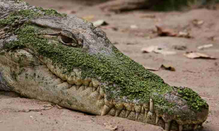Why crocodiles swallow of stones