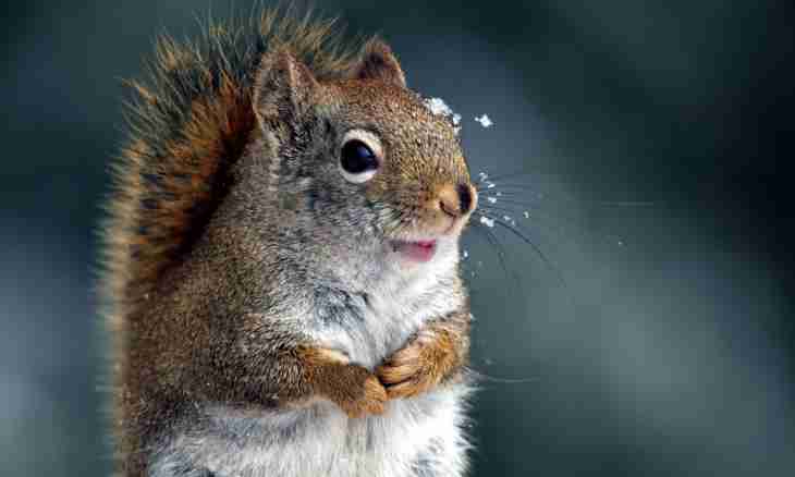 As the squirrel prepares for winter