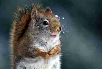 As the squirrel prepares for winter