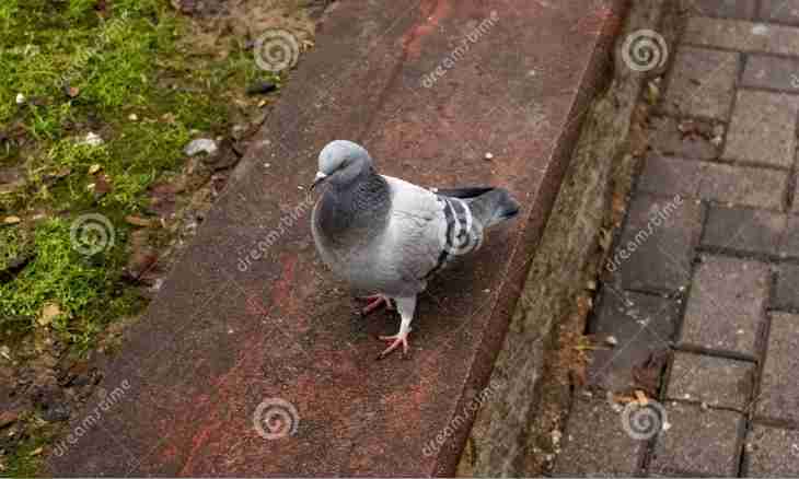 Why on the street it is possible to see only adult pigeons