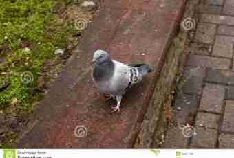 Why on the street it is possible to see only adult pigeons