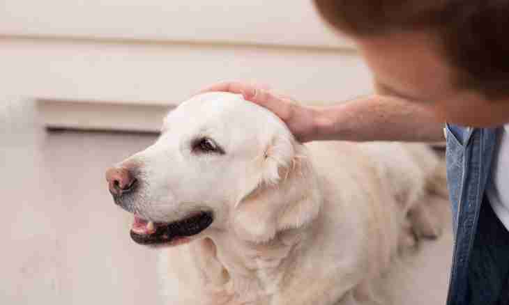 How to lull a dog in house conditions