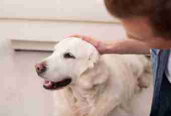 How to lull a dog in house conditions