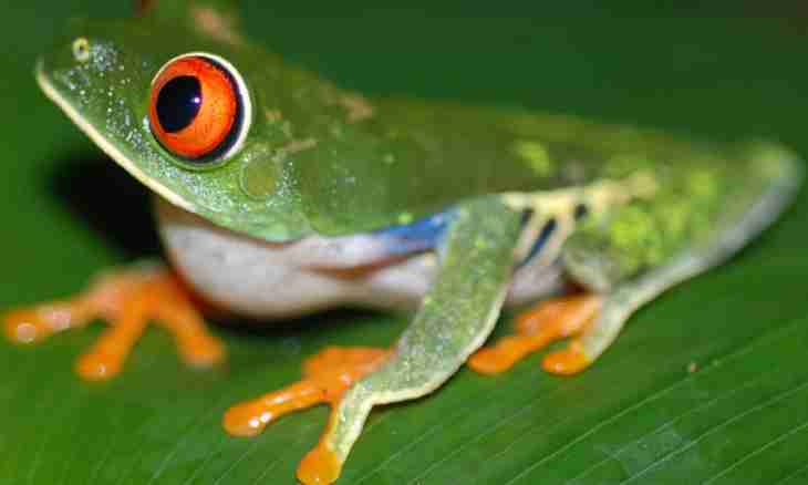 The unusual facts about frogs