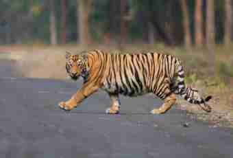 Amur tiger: what dangers threaten him?