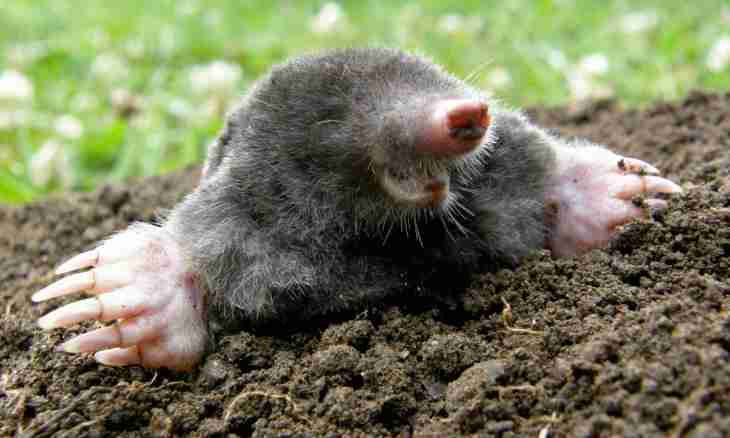 Why moles dig holes