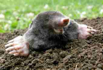 Why moles dig holes