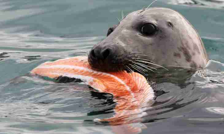 Baikal seal: that for an animal and what he is eaten with